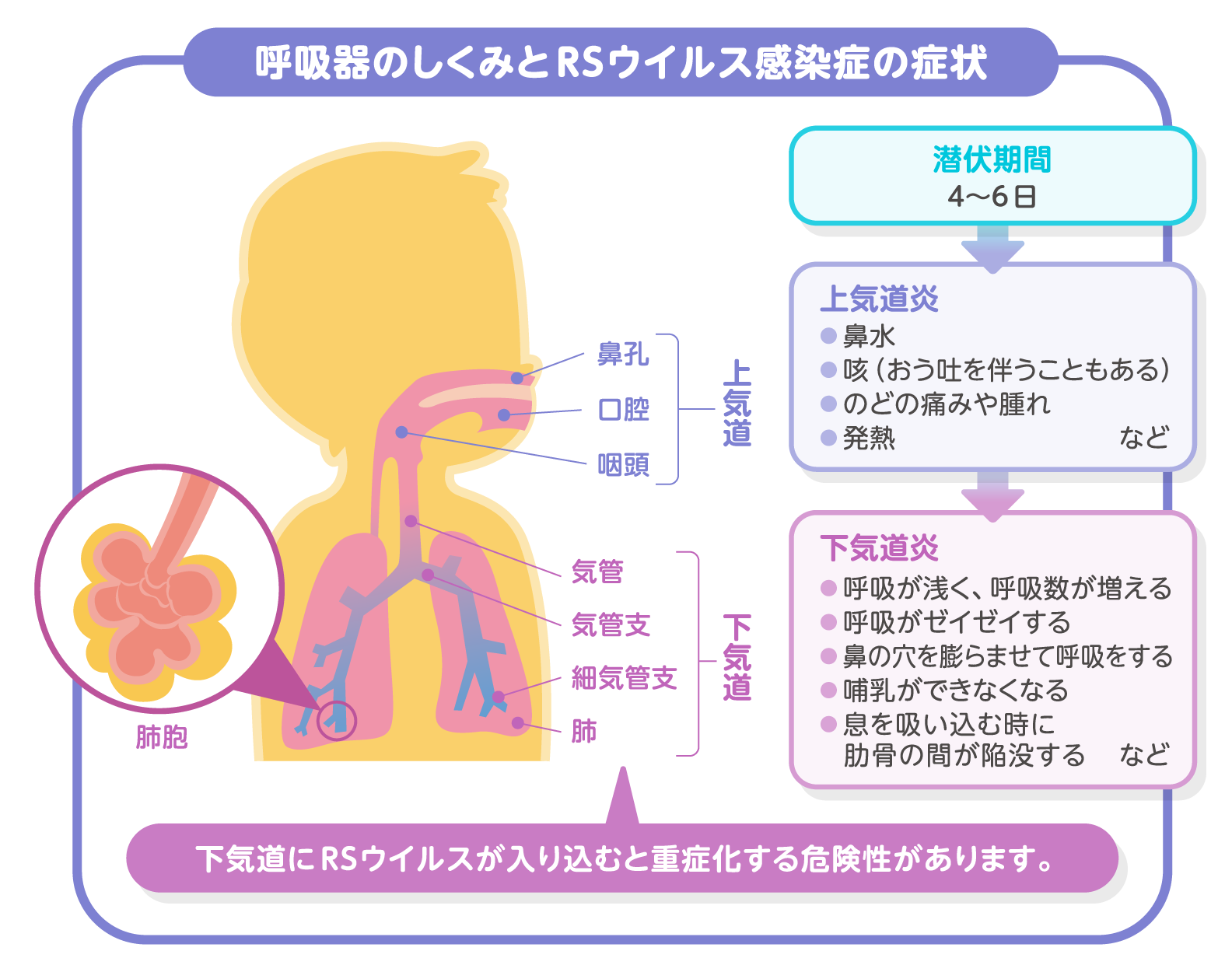 呼吸器のしくみとRSウイルス感染症の症状